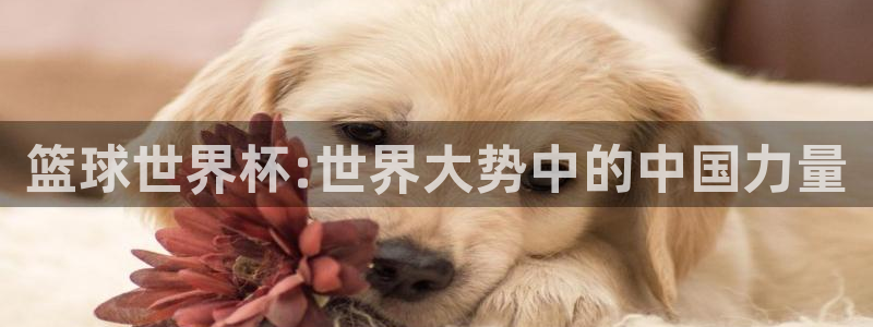 预选赛世界杯：篮球世界杯:世界大势中的中国力量
