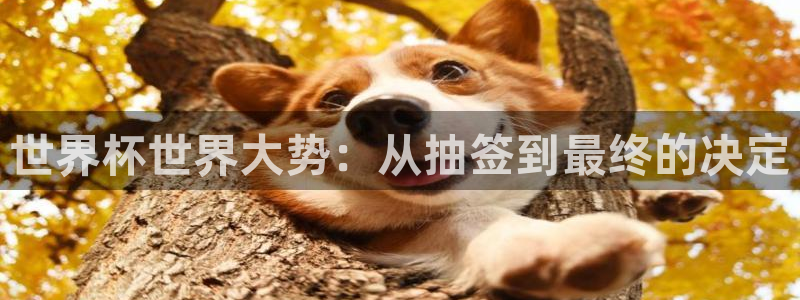 世界杯今日赛程直播：世界杯世界大势：从抽签到最终的决定
